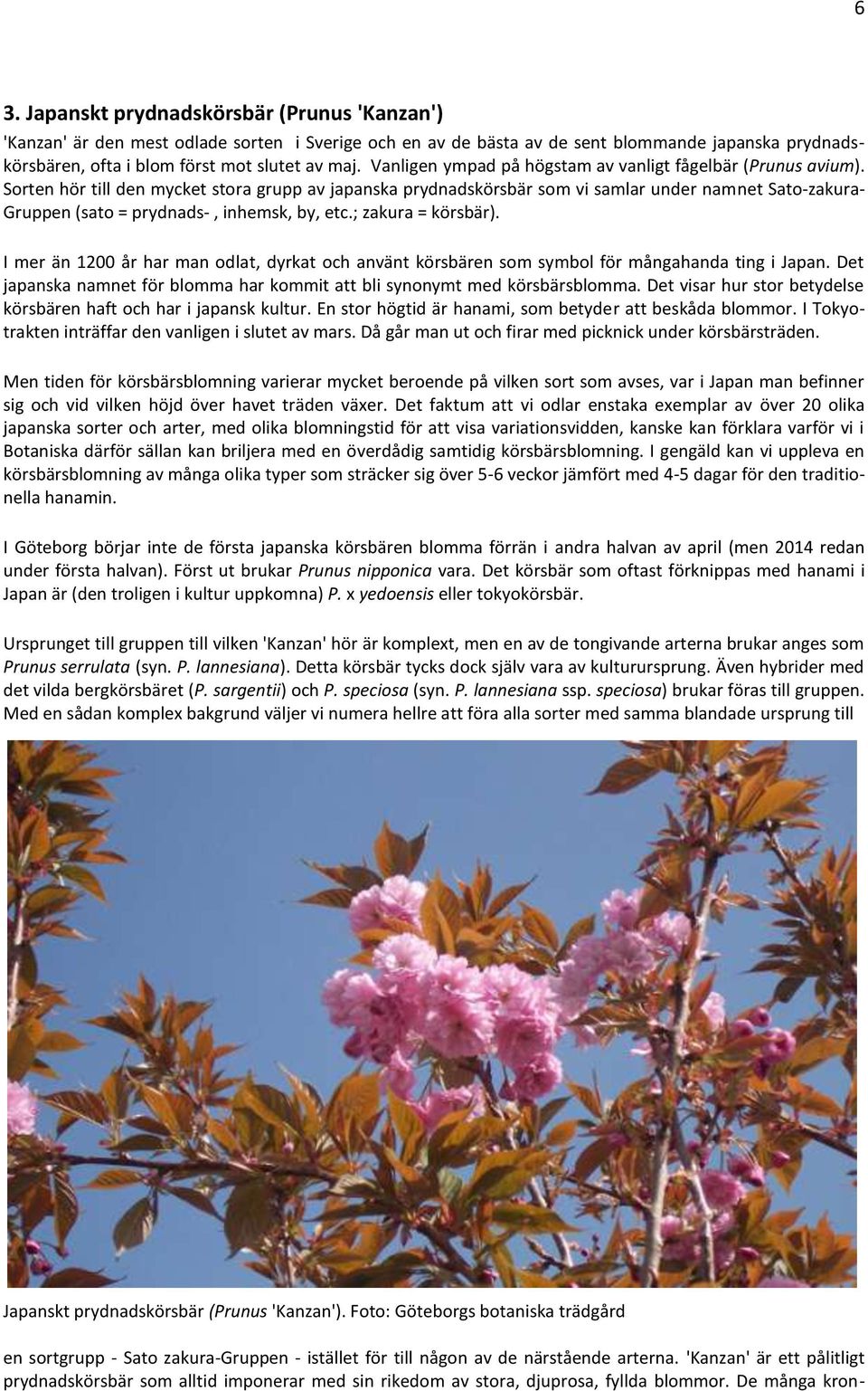 Sorten hör till den mycket stora grupp av japanska prydnadskörsbär som vi samlar under namnet Sato-zakura- Gruppen (sato = prydnads-, inhemsk, by, etc.; zakura = körsbär).