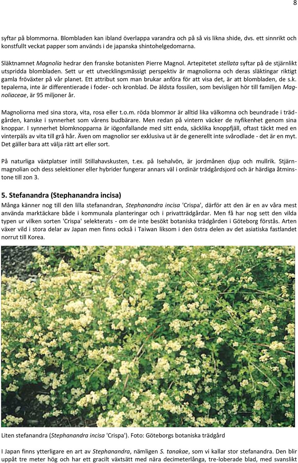 Sett ur ett utvecklingsmässigt perspektiv är magnoliorna och deras släktingar riktigt gamla fröväxter på vår planet. Ett attribut som man brukar anföra för att visa det, är att blombladen, de s.k. tepalerna, inte är differentierade i foder- och kronblad.