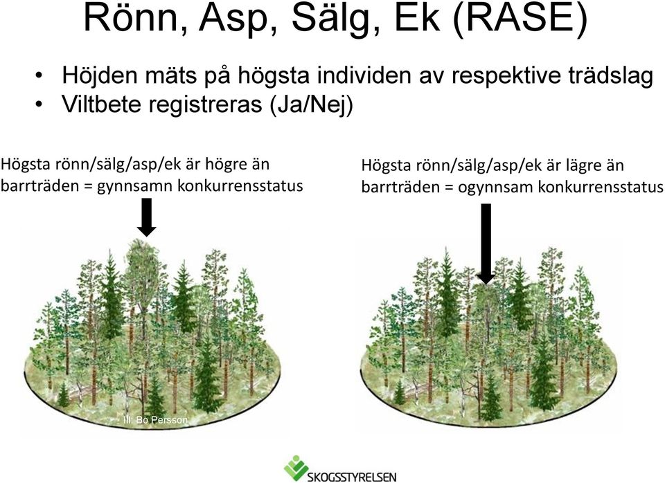 rönn/sälg/asp/ek är högre än barrträden = gynnsamn konkurrensstatus