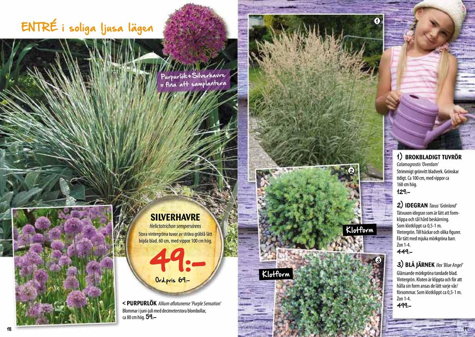 < PURPURLÖK Allium aflatunense Purple Sensation Blommar i juni-juli med decimeterstora blombollar, ca 80 cm hög. 59:- 49:- Ord.