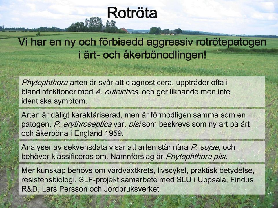 Arten är dåligt karaktäriserad, men är förmodligen samma som en patogen, P. erythroseptica var. pisi som beskrevs som ny art på ärt och åkerböna i England 1959.