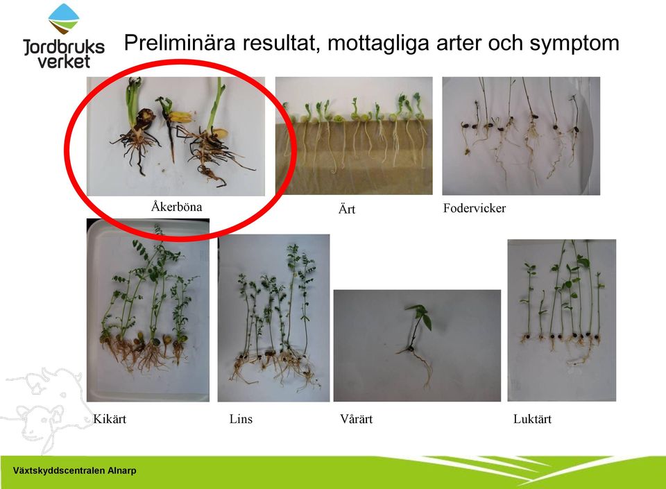 symptom Åkerböna Ärt