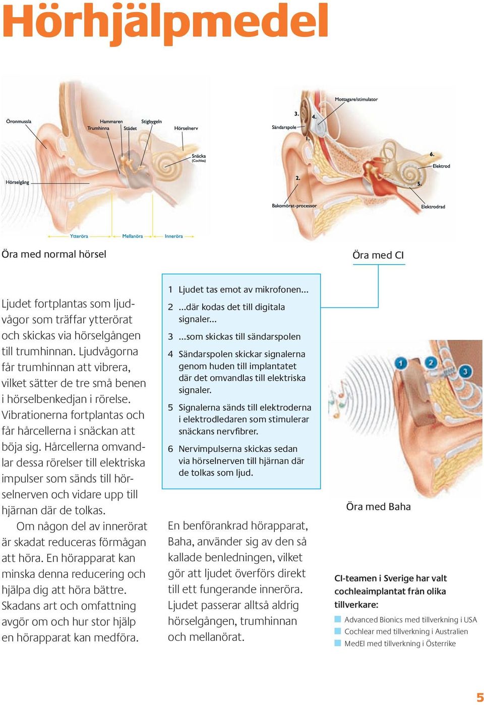Hårcellerna omvandlar dessa rörelser till elektriska impulser som sänds till hörselnerven och vidare upp till hjärnan där de tolkas. Om någon del av innerörat är skadat reduceras förmågan att höra.