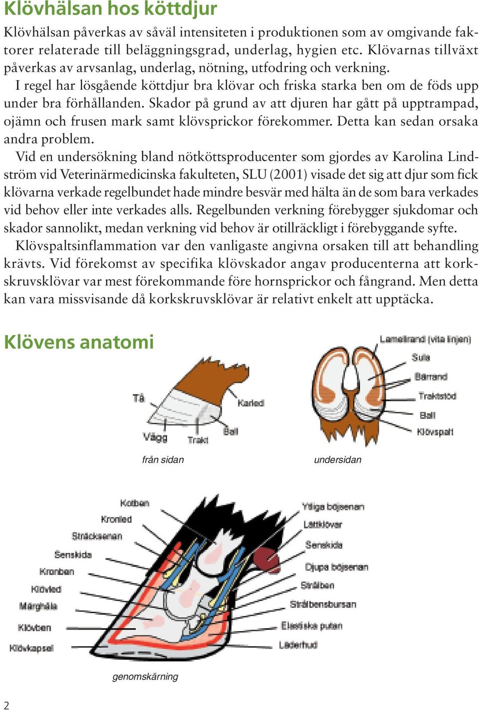 Skador på grund av att djuren har gått på upptrampad, ojämn och frusen mark samt klövsprickor förekommer. Detta kan sedan orsaka andra problem.