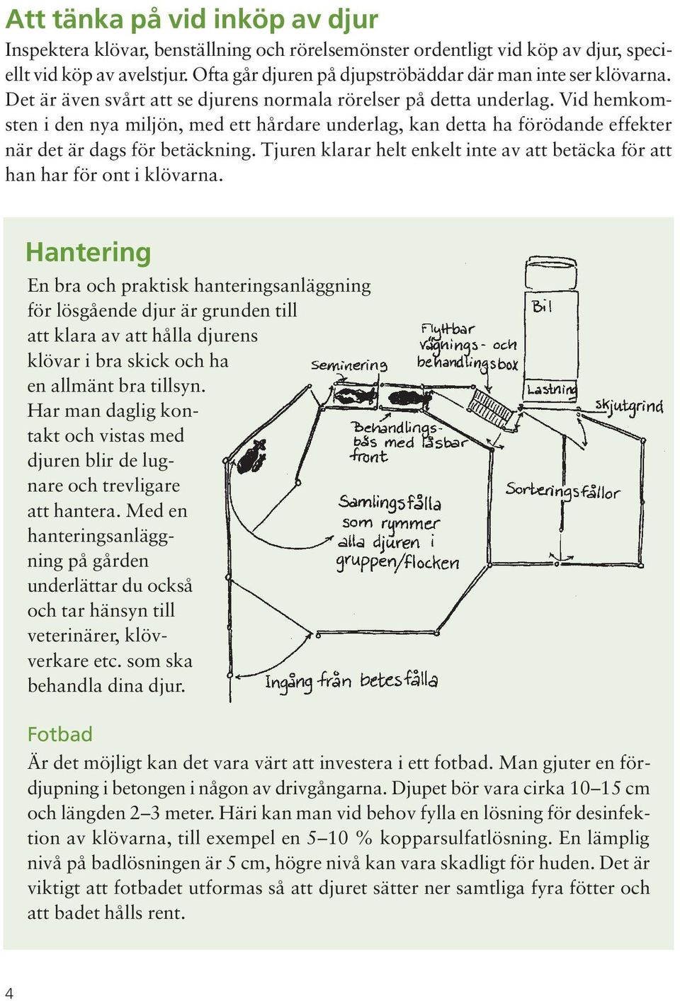 Vid hemkomsten i den nya miljön, med ett hårdare underlag, kan detta ha förödande effekter när det är dags för betäckning.