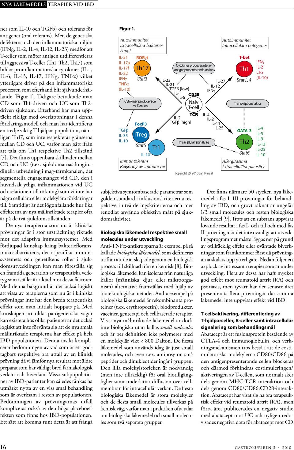 proinflammatoriska cytokiner (IL-1, IL-6, IL-13, IL-17, IFNg, TNFa) vilket ytterligare driver på den inflammatoriska processen som efterhand blir självunderhållande [Figur 1].