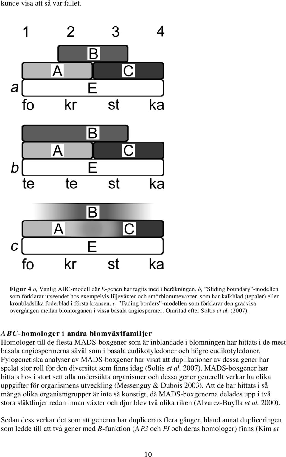 c, Fading borders -modellen som förklarar den gradvisa övergången mellan blomorganen i vissa basala angiospermer. Omritad efter Soltis et al. (2007).