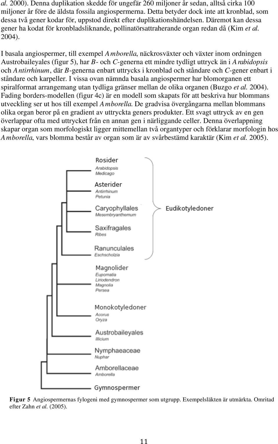 Däremot kan dessa gener ha kodat för kronbladsliknande, pollinatörsattraherande organ redan då (Kim et al. 2004).