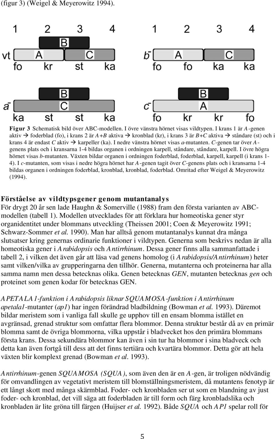 C-genen tar över A- genens plats och i kransarna 1-4 bildas organen i ordningen karpell, ståndare, ståndare, karpell. I övre högra hörnet visas b-mutanten.