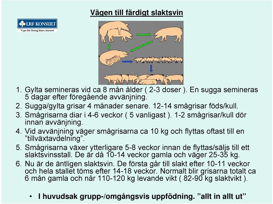 5. Smågrisarna växer ytterligare 5-8 veckor innan de flyttas/säljs till ett slaktsvinsstall. De är då 10-14 veckor gamla och väger 25-35 kg. 6. Nu är de äntligen slaktsvin.