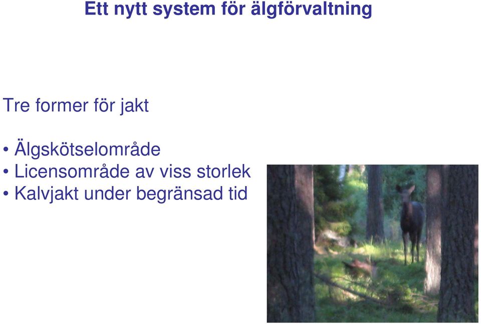jakt Älgskötselområde