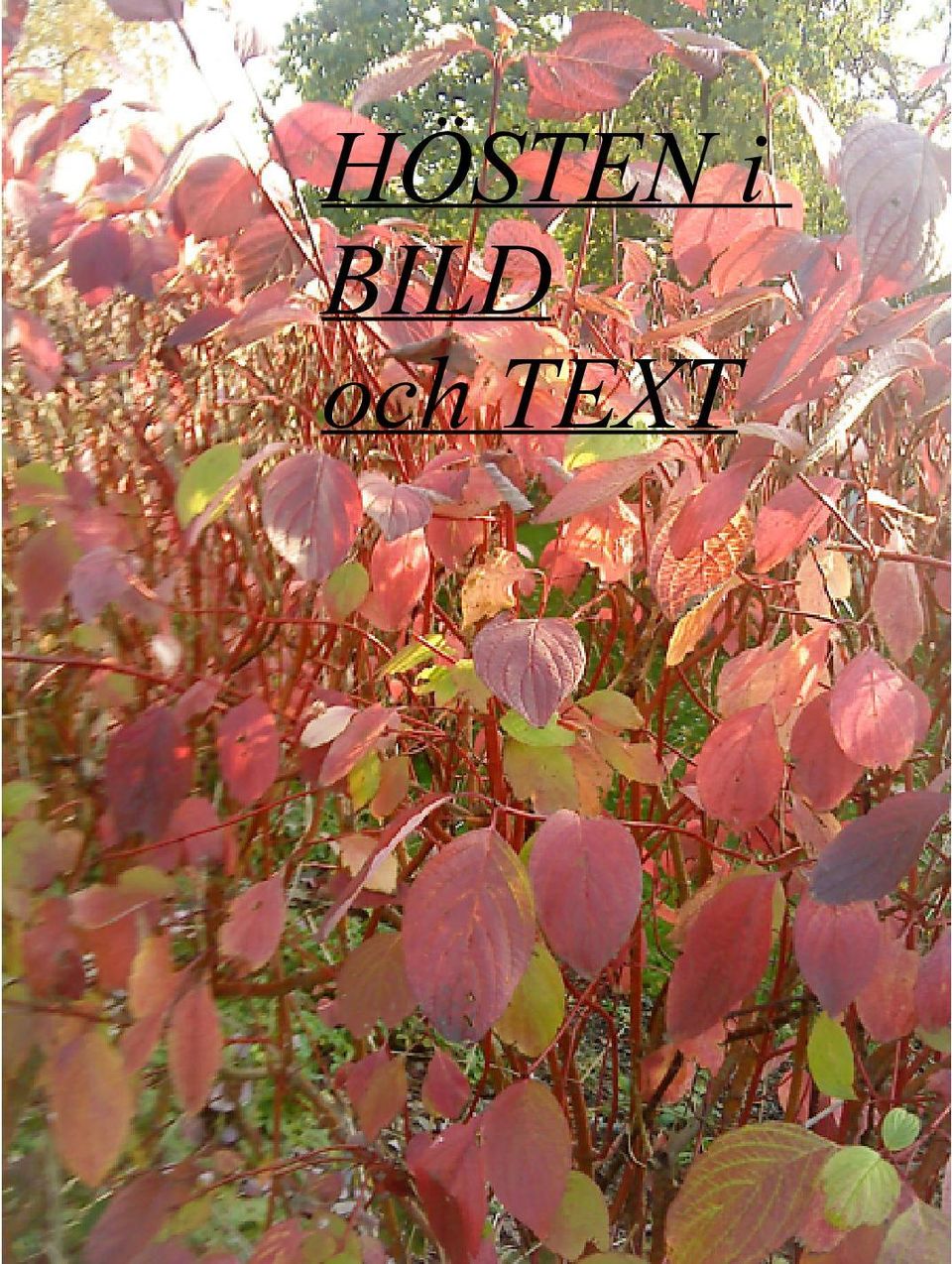 TEXT