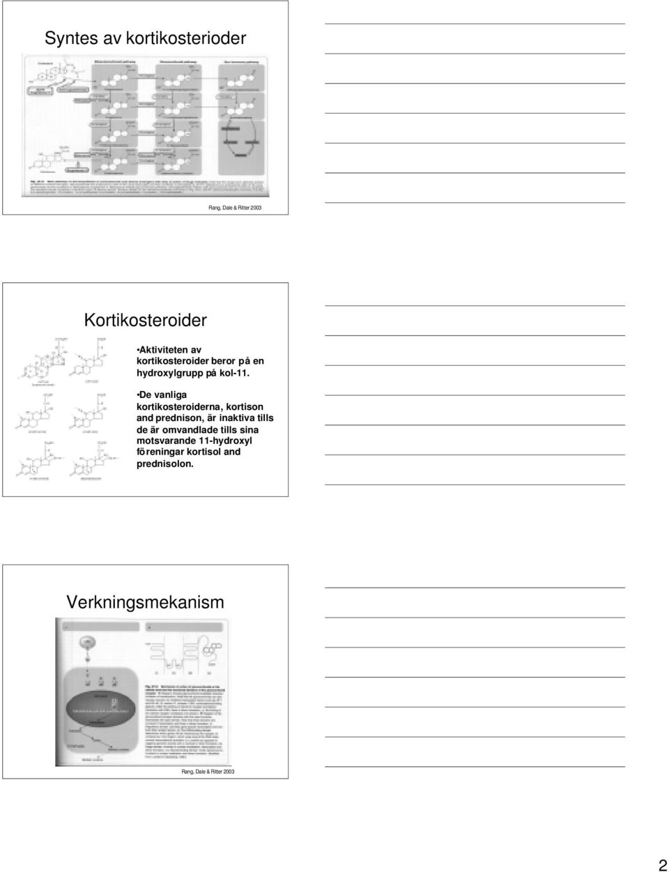 De vanliga kortikosteroiderna, kortison and prednison, är inaktiva tills de är