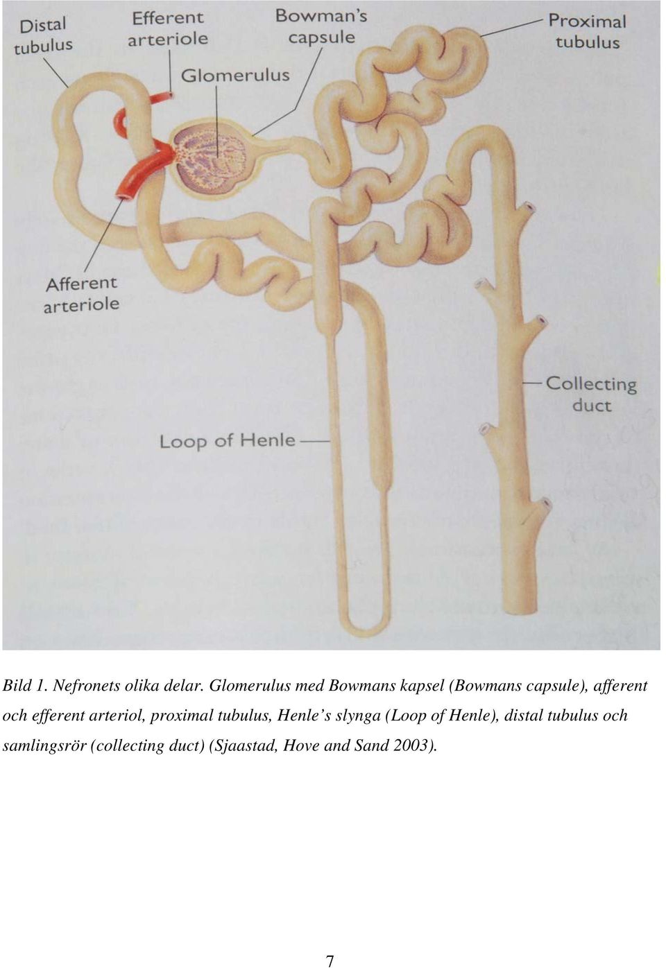 och efferent arteriol, proximal tubulus, Henle s slynga