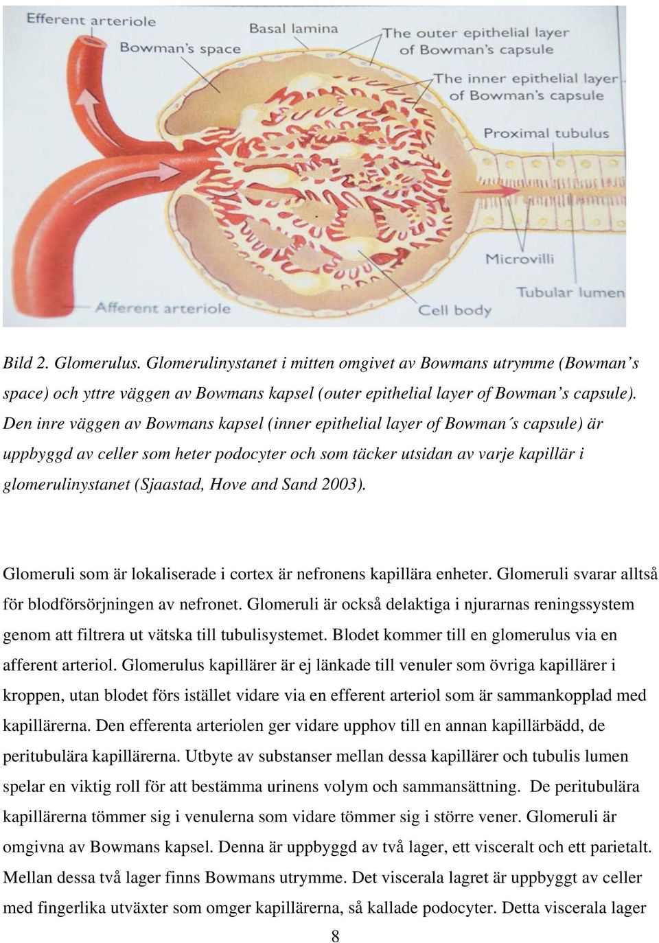 and Sand 2003). Glomeruli som är lokaliserade i cortex är nefronens kapillära enheter. Glomeruli svarar alltså för blodförsörjningen av nefronet.