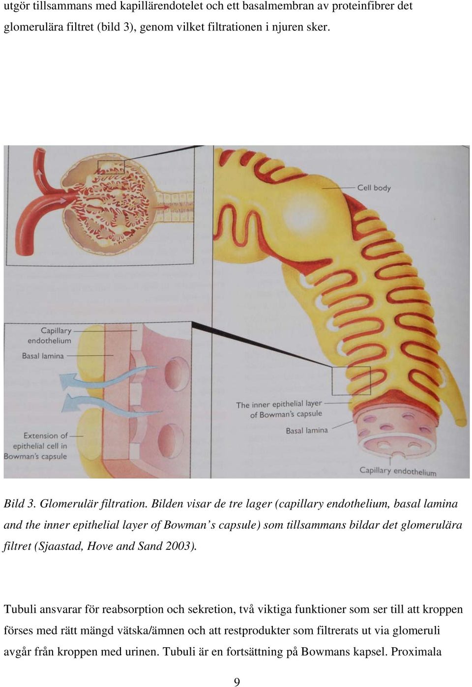 Bilden visar de tre lager (capillary endothelium, basal lamina and the inner epithelial layer of Bowman s capsule) som tillsammans bildar det glomerulära filtret