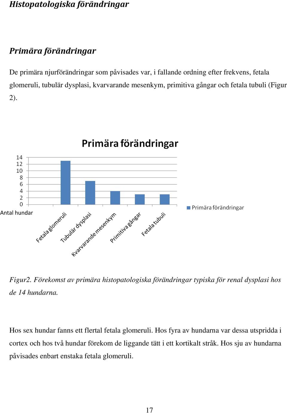 Förekomst av primära histopatologiska förändringar typiska för renal dysplasi hos de 14 hundarna. Hos sex hundar fanns ett flertal fetala glomeruli.