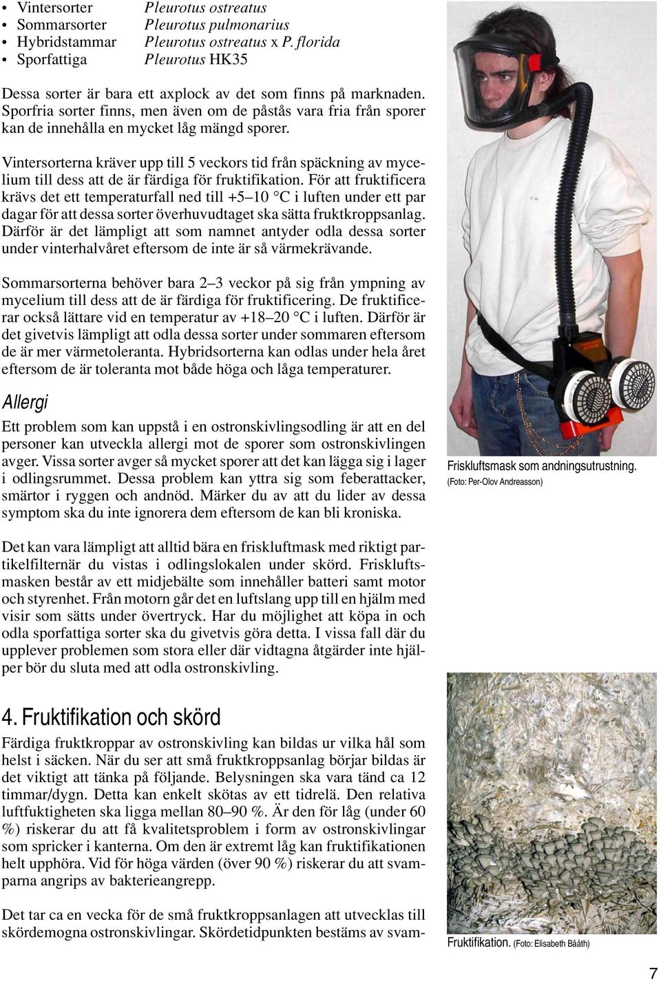 Vintersorterna kräver upp till 5 veckors tid från späckning av mycelium till dess att de är färdiga för fruktifikation.
