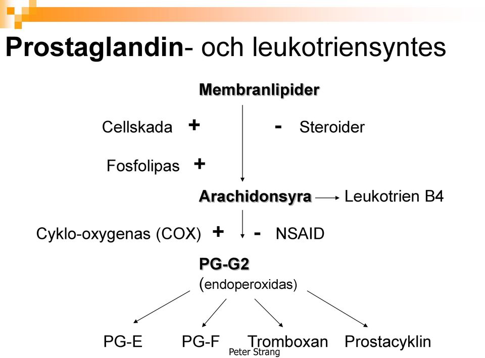 Leukotrien B4 Cyklo-oxygenas (COX) + - NSAID PG-G2