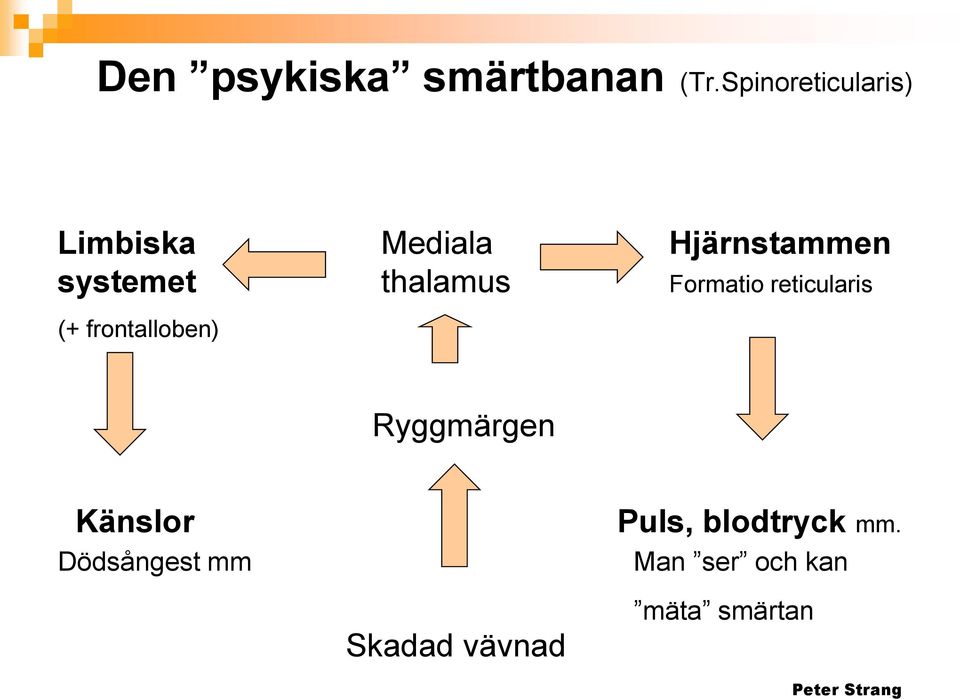 thalamus Formatio reticularis (+ frontalloben)