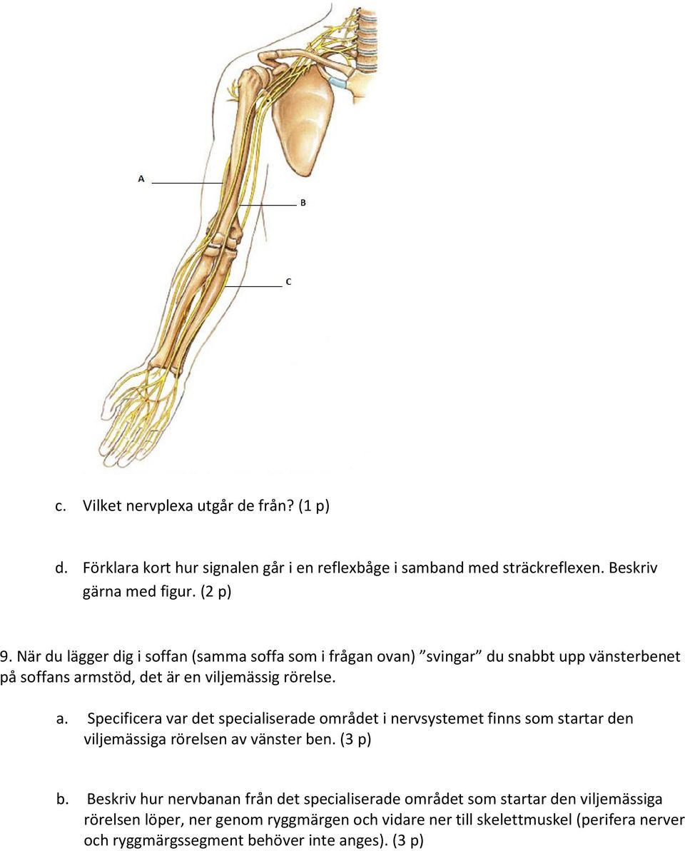 mstöd, det är en viljemässig rörelse. a. Specificera var det specialiserade området i nervsystemet finns som startar den viljemässiga rörelsen av vänster ben.