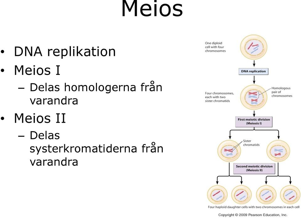 varandra Meios II Delas