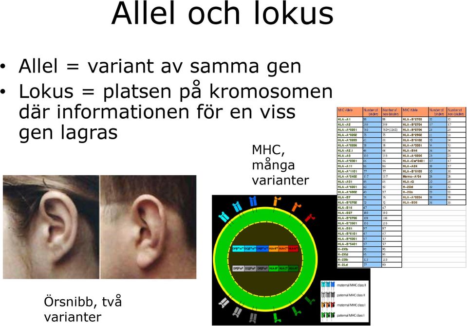 där informationen för en viss gen