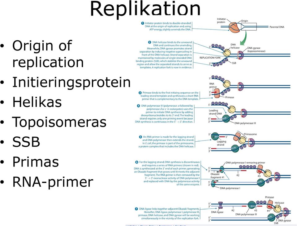 Initieringsprotein