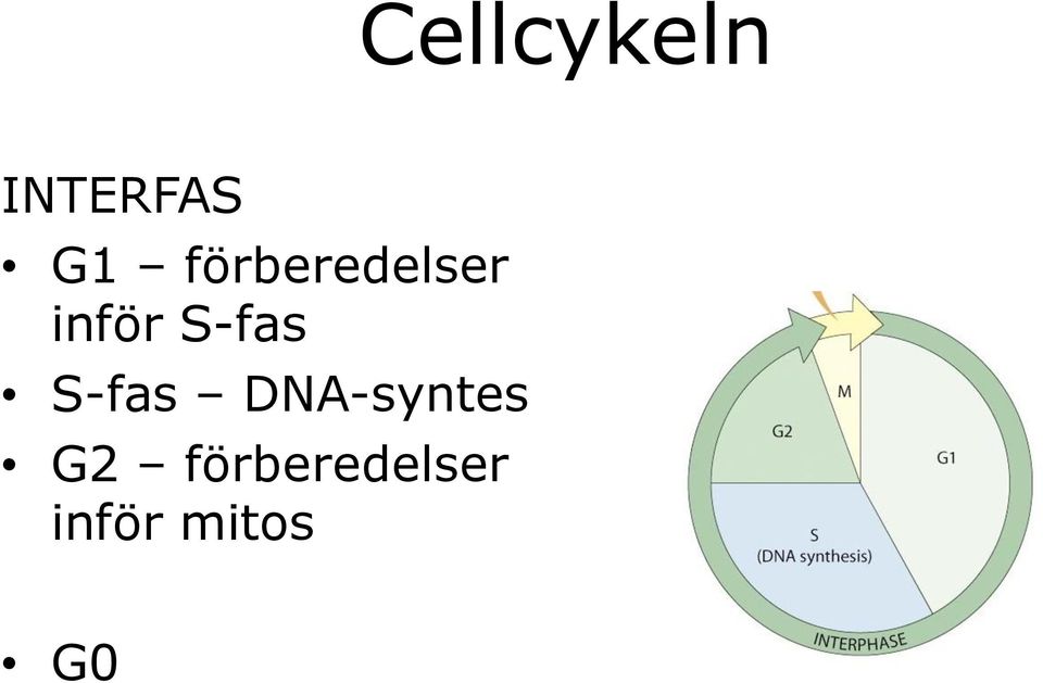 S-fas S-fas DNA-syntes