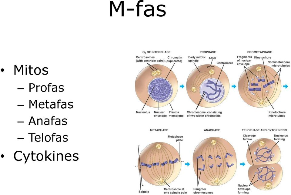 Metafas