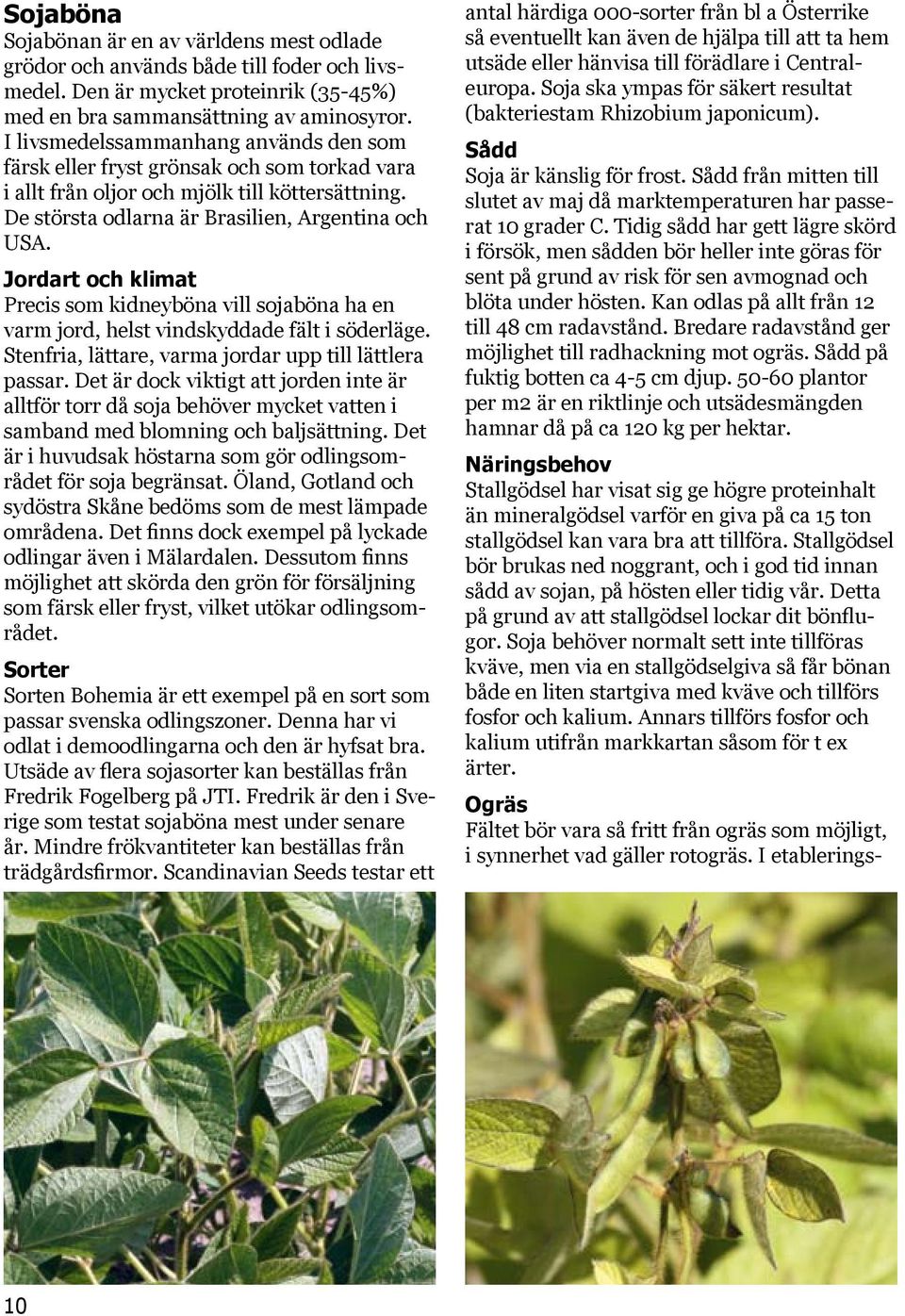 Jordart och klimat Precis som kidneyböna vill sojaböna ha en varm jord, helst vindskyddade fält i söderläge. Stenfria, lättare, varma jordar upp till lättlera passar.