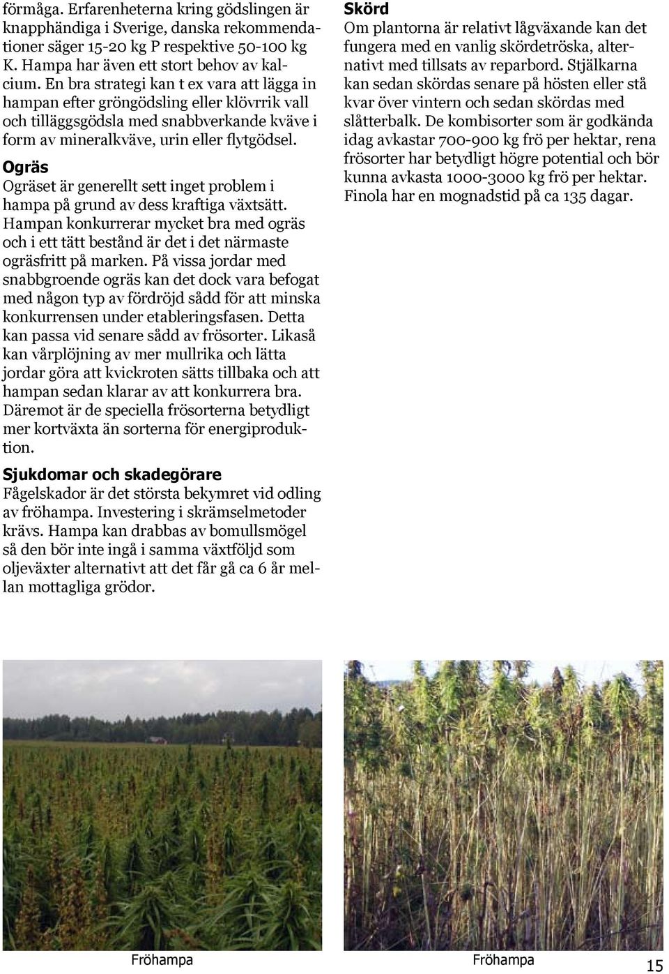 Ogräs Ogräset är generellt sett inget problem i hampa på grund av dess kraftiga växtsätt. Hampan konkurrerar mycket bra med ogräs och i ett tätt bestånd är det i det närmaste ogräsfritt på marken.