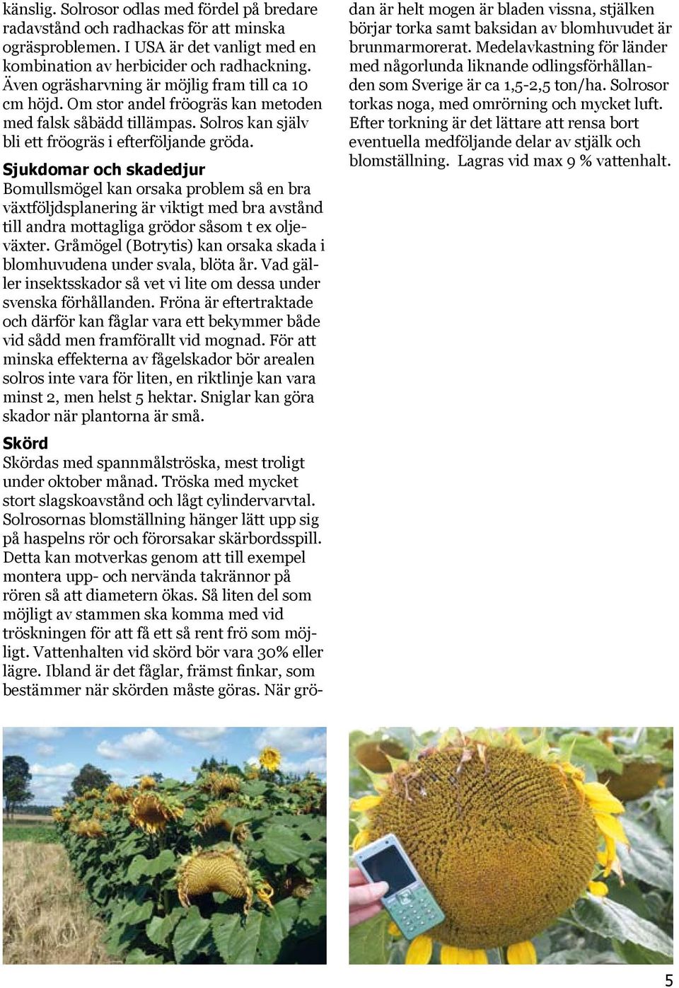 Sjukdomar och skadedjur Bomullsmögel kan orsaka problem så en bra växtföljdsplanering är viktigt med bra avstånd till andra mottagliga grödor såsom t ex oljeväxter.