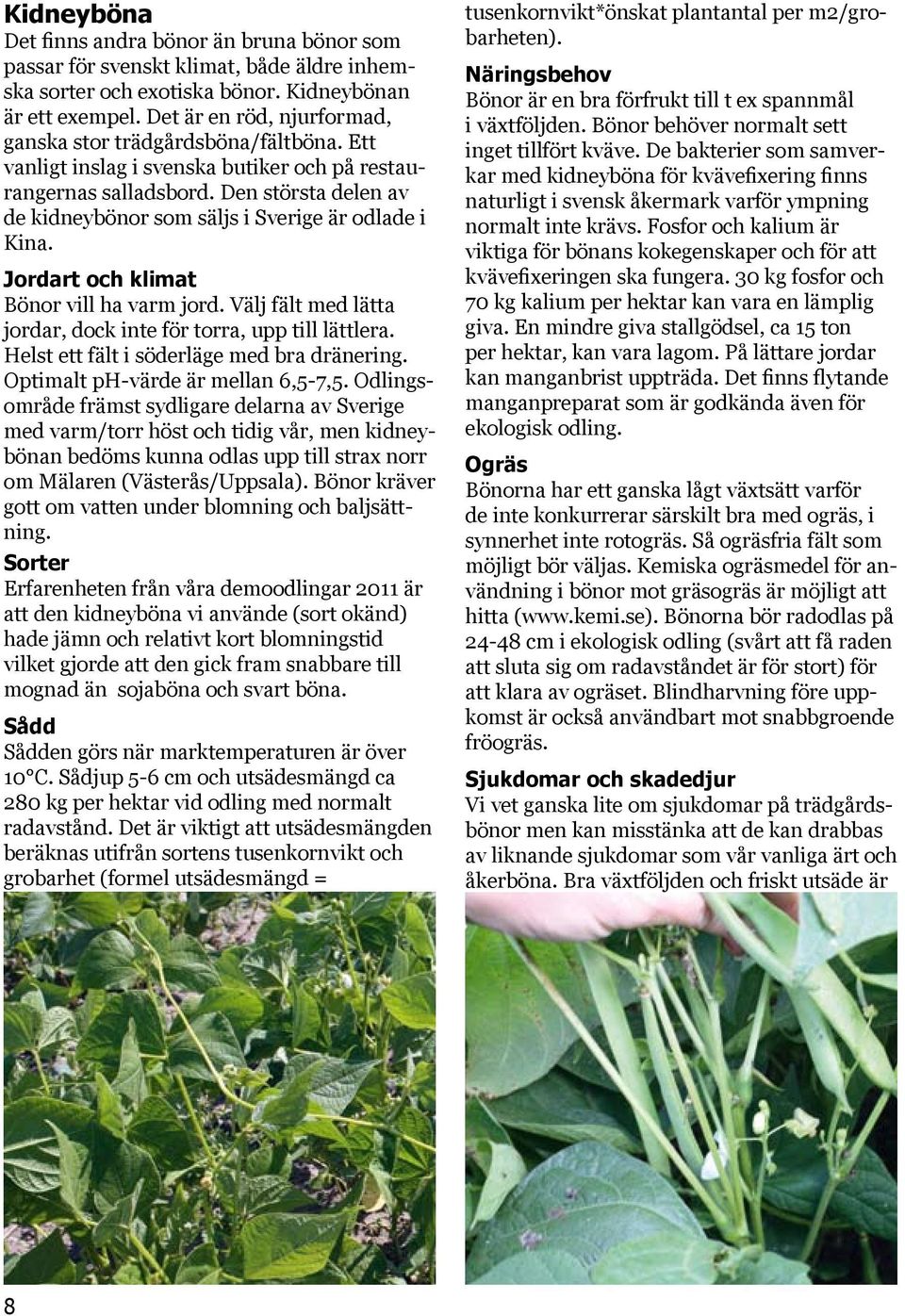 Den största delen av de kidneybönor som säljs i Sverige är odlade i Kina. Jordart och klimat Bönor vill ha varm jord. Välj fält med lätta jordar, dock inte för torra, upp till lättlera.