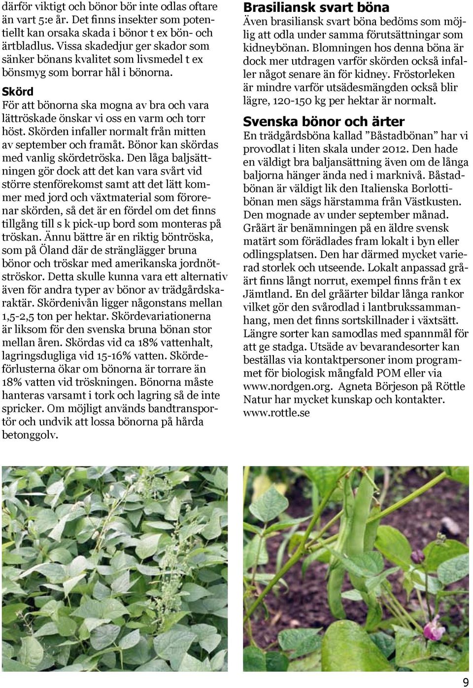 Skörd För att bönorna ska mogna av bra och vara lättröskade önskar vi oss en varm och torr höst. Skörden infaller normalt från mitten av september och framåt.