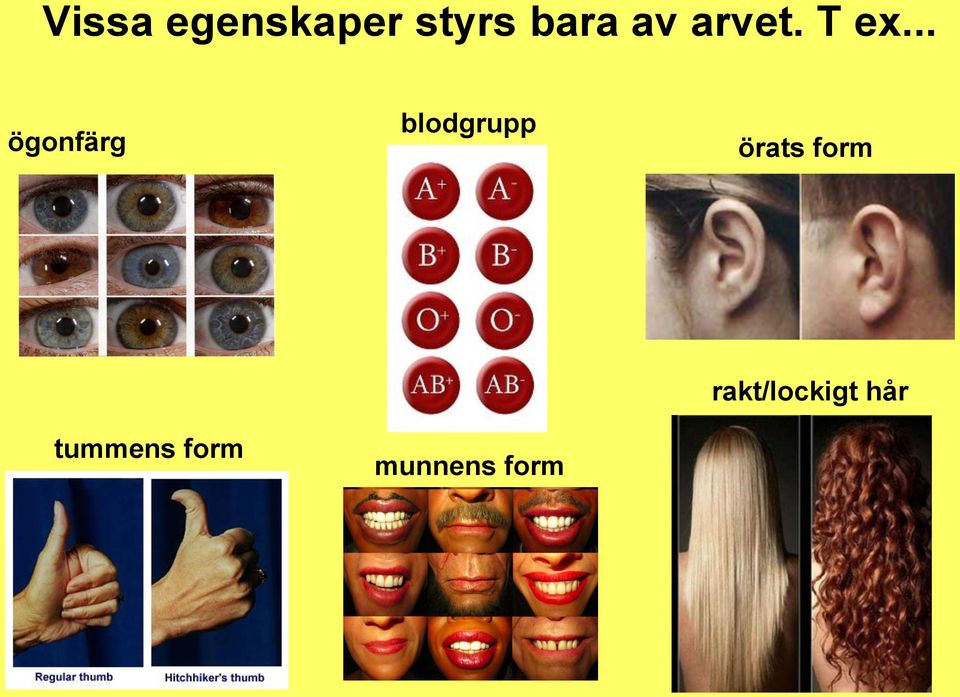 .. ögonfärg blodgrupp örats