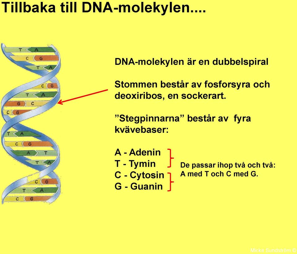 och deoxiribos, en sockerart.