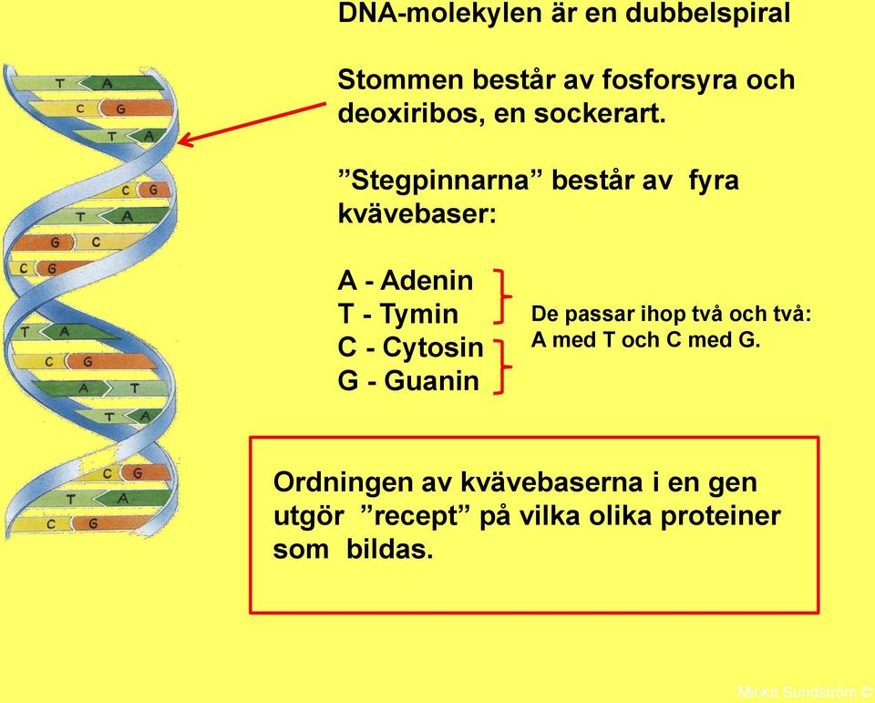 Stegpinnarna består av fyra kvävebaser: A - Adenin T - Tymin C - Cytosin G -