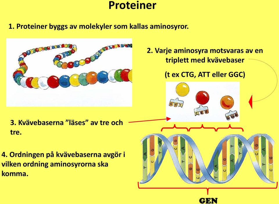 ATT eller GGC) 3. Kvävebaserna läses av tre och tre. 4.