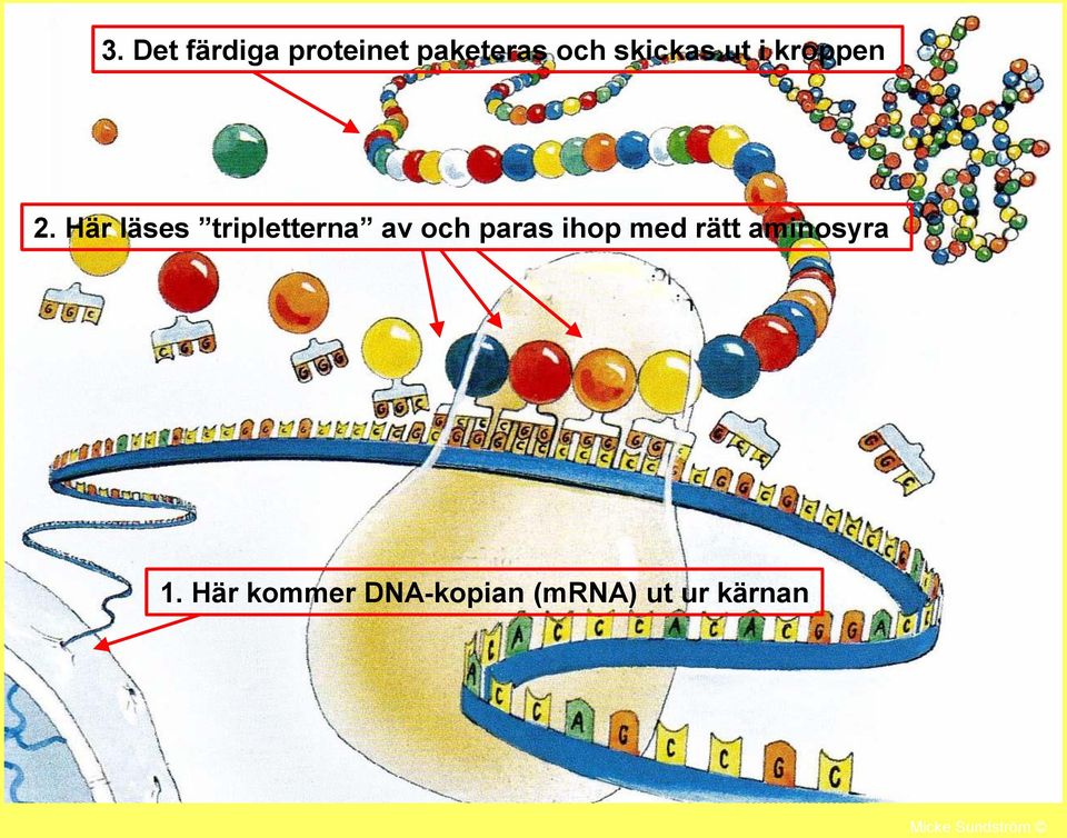 Här läses tripletterna av och paras ihop med