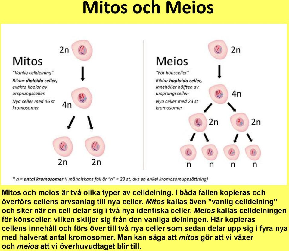 Mitos kallas även "vanlig celldelning" och sker när en cell delar sig i två nya identiska celler.