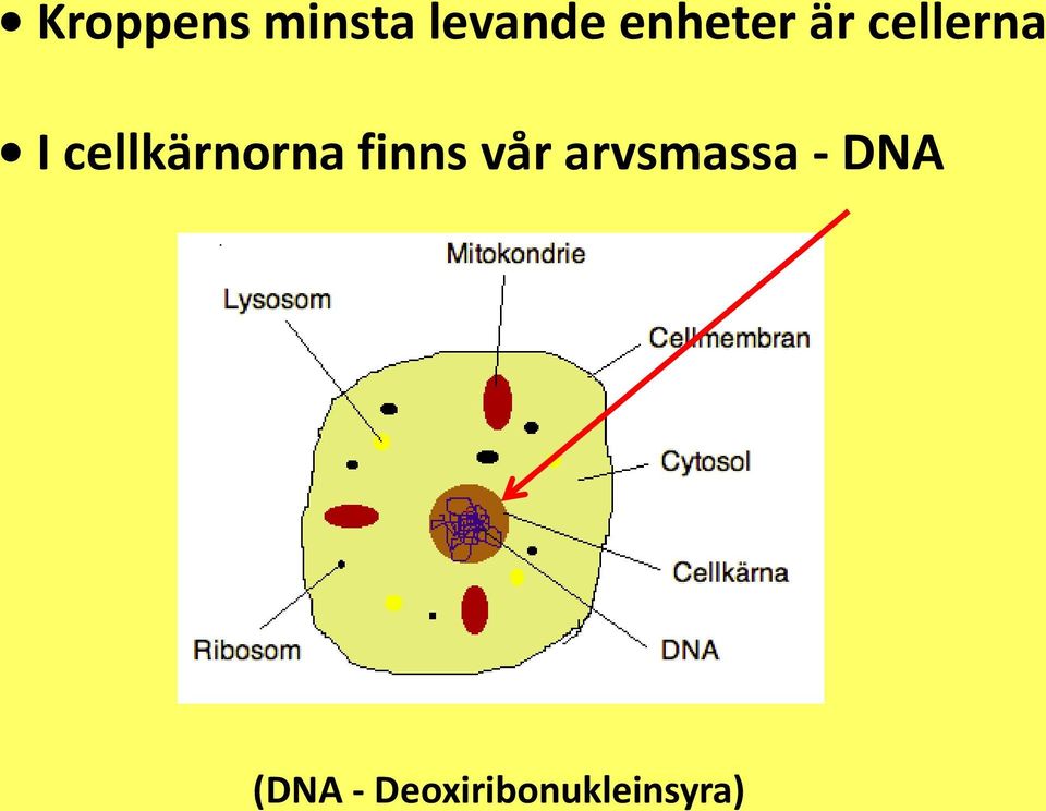 cellkärnorna finns vår