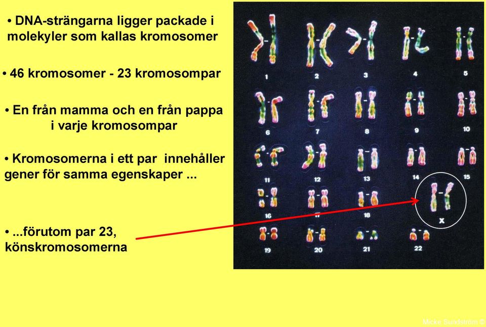 varje kromosompar Kromosomerna i ett par innehåller gener för