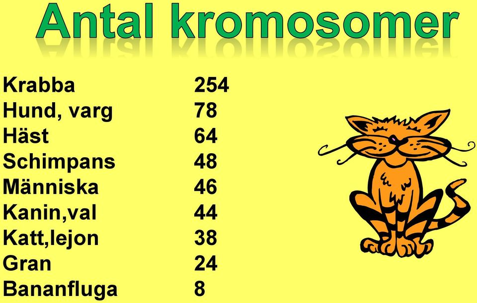 Människa 46 Kanin,val 44