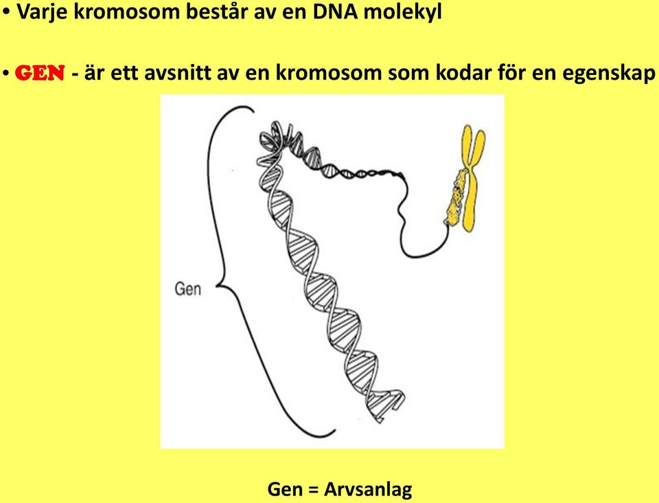 avsnitt av en kromosom som