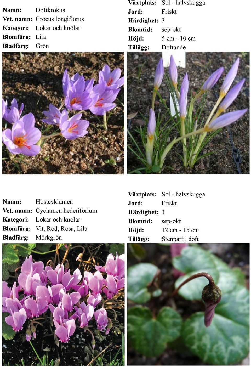 Cyclamen hederiforium Lökar och knölar Vit, Röd,