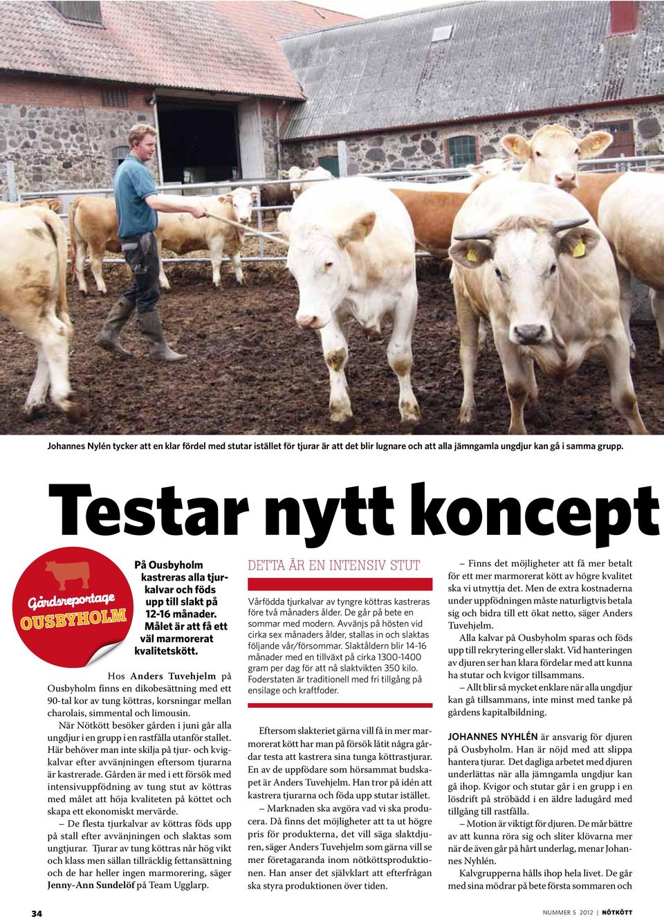 Hos Anders Tuvehjelm på Ousbyholm finns en dikobesättning med ett 90-tal kor av tung köttras, korsningar mellan charolais, simmental och limousin.