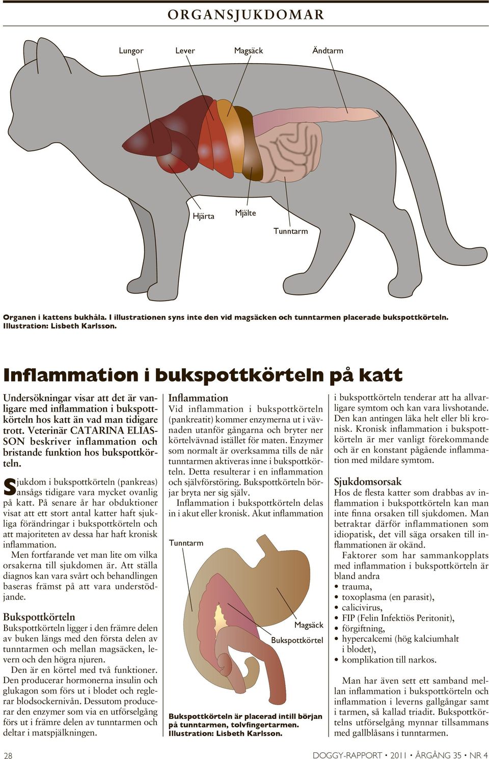 Veterinär CATARINA ELIAS- SON beskriver inflammation och bristande funktion hos bukspottkörteln. Sjukdom i bukspottkörteln (pankreas) ansågs tidigare vara mycket ovanlig på katt.