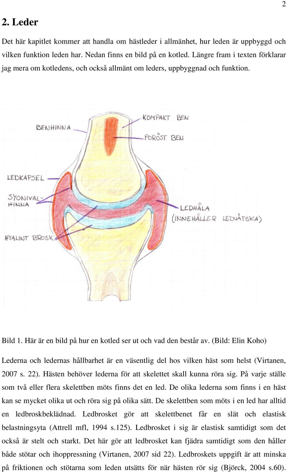 (Bild: Elin Koho) Lederna och ledernas hållbarhet är en väsentlig del hos vilken häst som helst (Virtanen, 2007 s. 22). Hästen behöver lederna för att skelettet skall kunna röra sig.