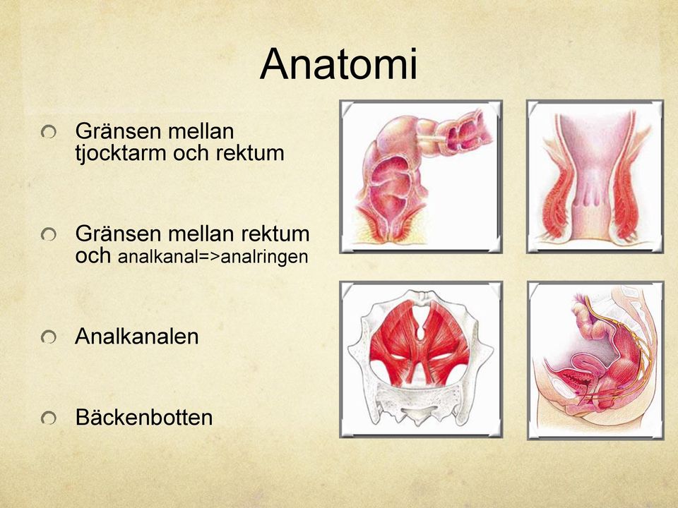 mellan rektum och